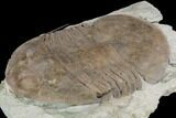 Huge, Isotelus Trilobite - Oldenburg, Indiana #126214-2